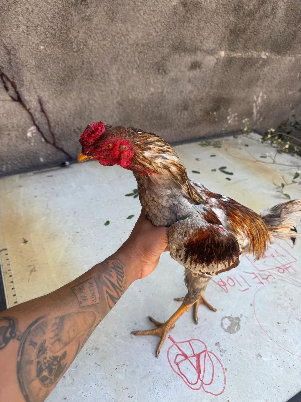 Vendo frango de 9 mês  - Foto 3