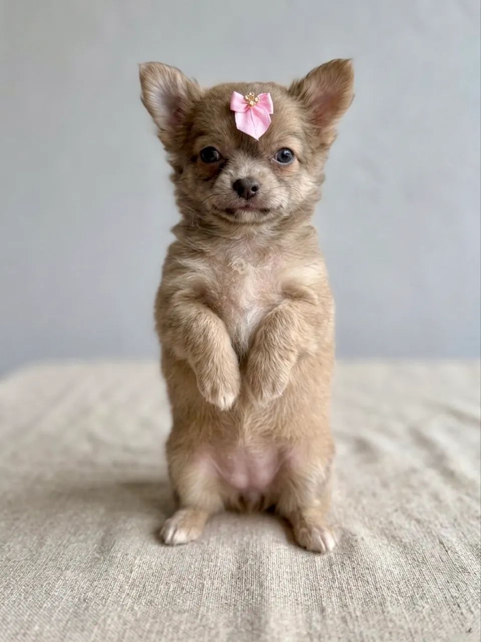 Chihuahua fêmeas pelo longo pedigree opcional 