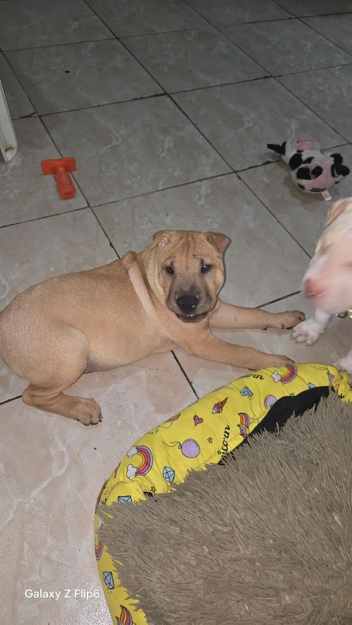 Cachorro 
