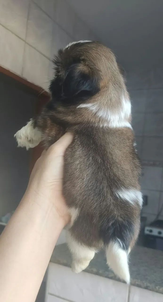 Vendo Shitzu macho micro ? - Foto 2