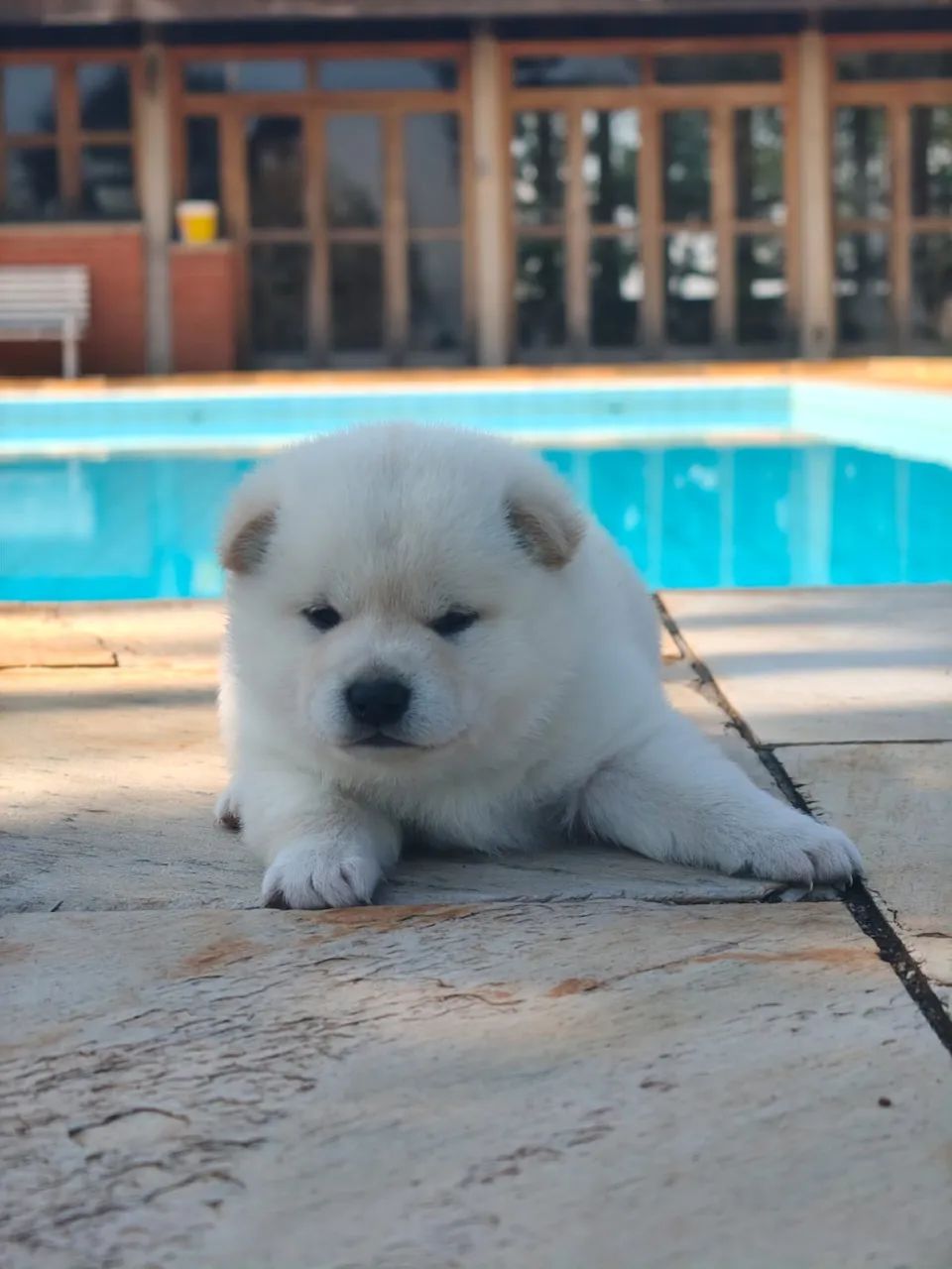 Shiba Inu