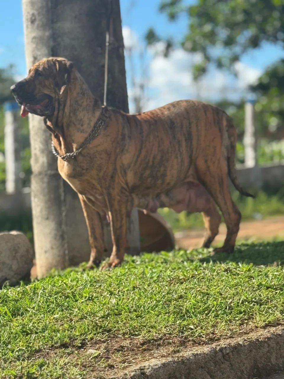 Cachorro  - Foto 2