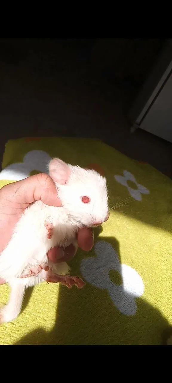 Vendo lindo Chinchila Carinhoso  - Foto 5