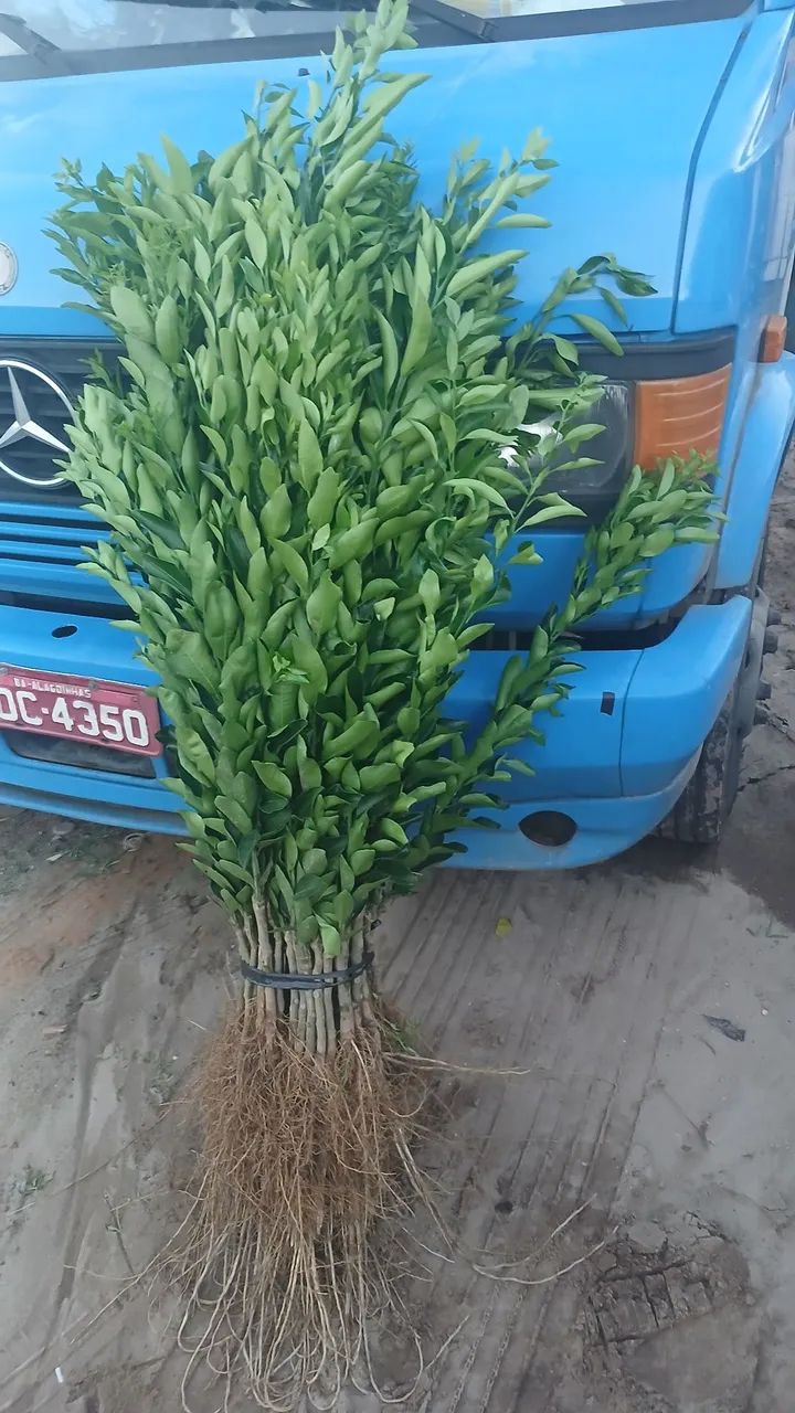 Mudas de laranjas diversas - Foto 2
