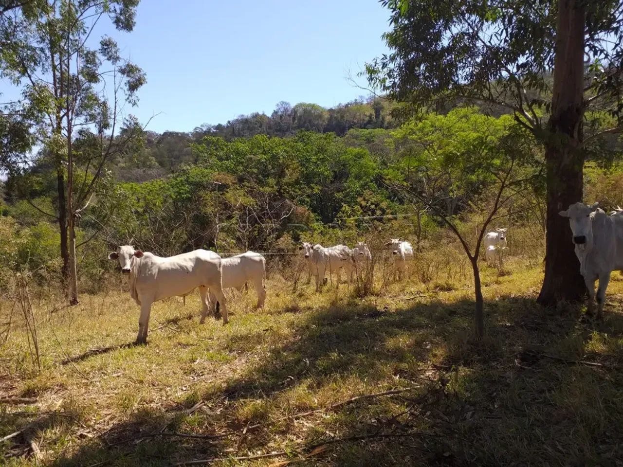 Rural Sítio em Descalvado - Foto 4