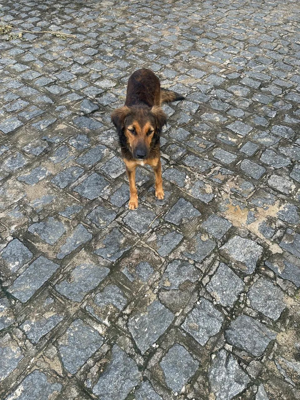 Cadela pra adoção responsável  - Foto 3