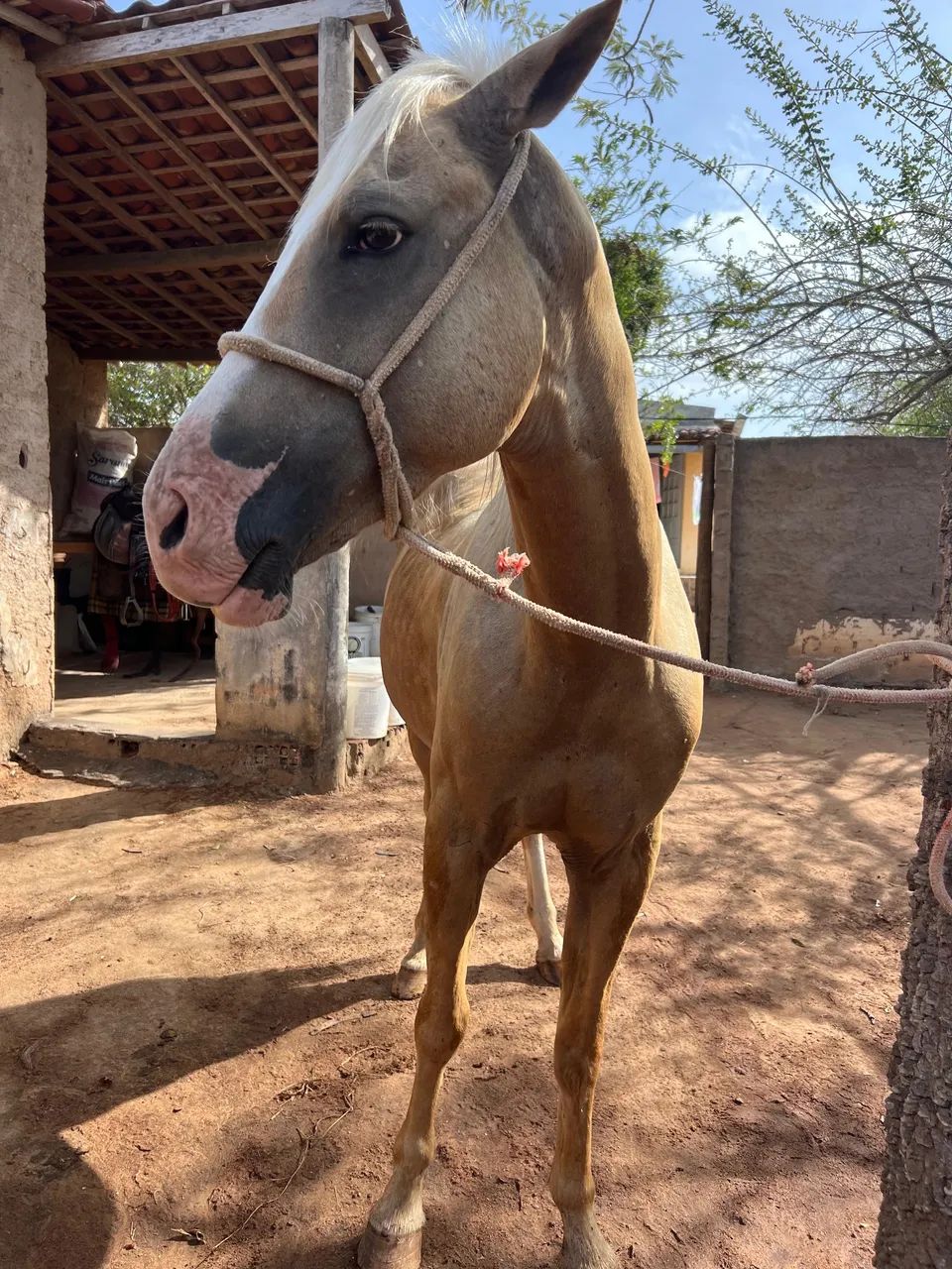 VENDO QUARTO DE MILHA 3 anos e meio  - Foto 6