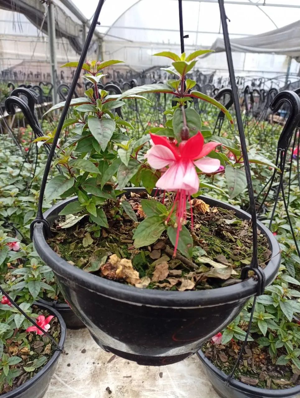 Vaso de Brinco de Princesa  - Foto 2