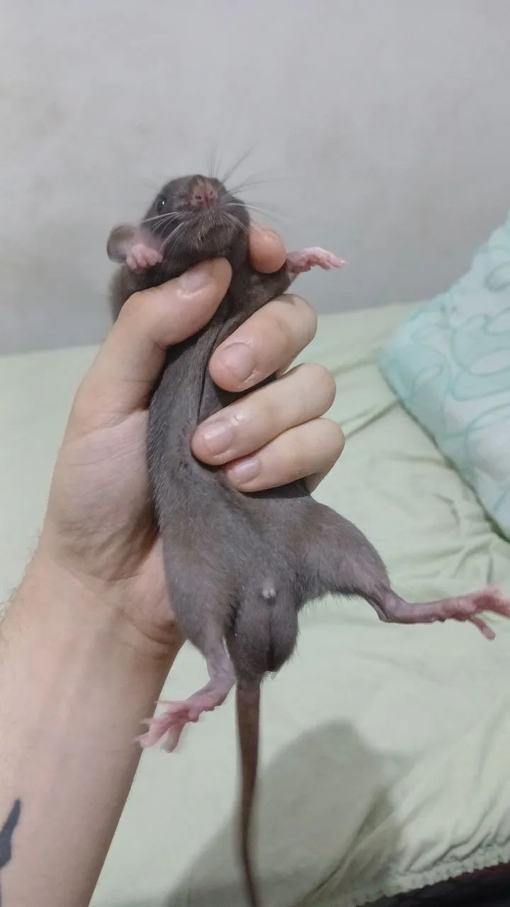 Rato twister macho para adoção
