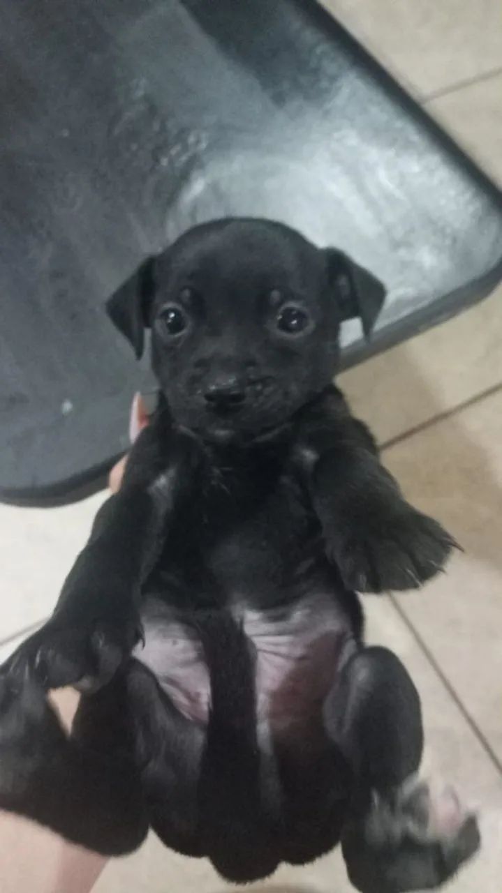 Vendo Pincher 