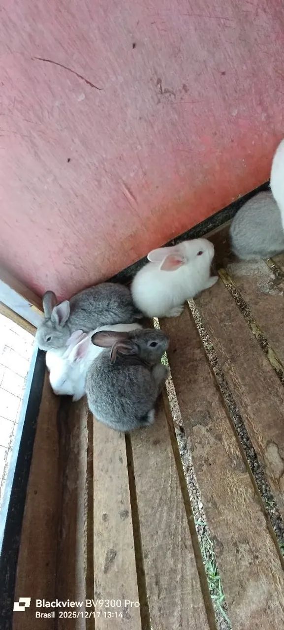Coelhos Gigante de flândulas - Foto 3