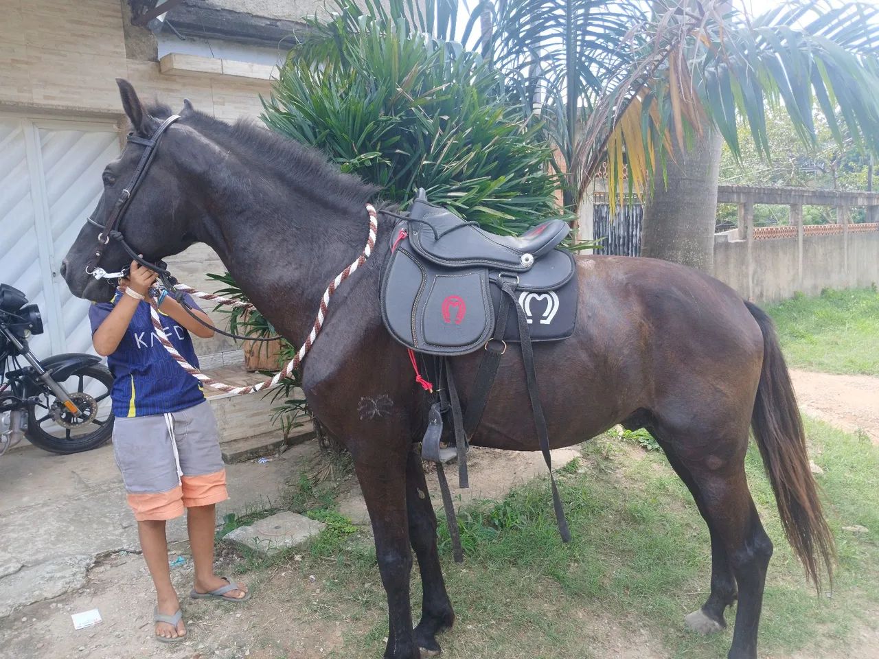 Cavalo mangalarga  - Foto 3
