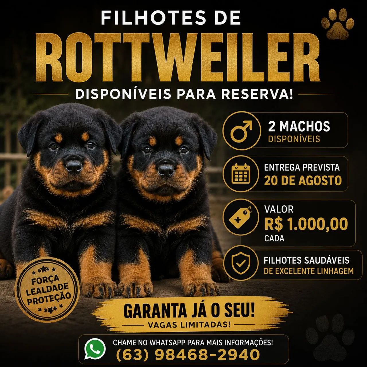 Rottweiler   - Foto 5