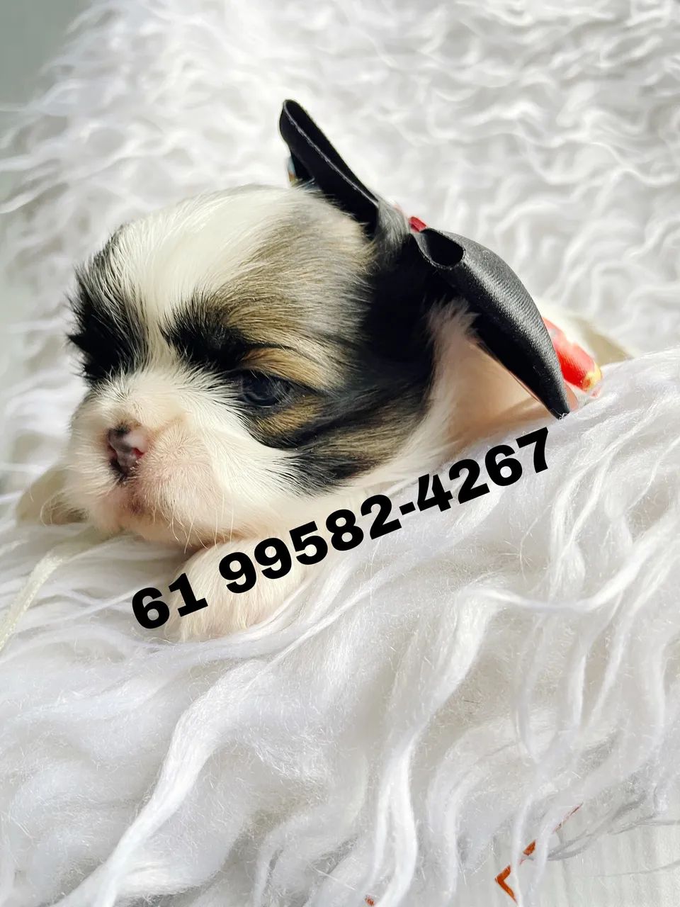 SHIHTZU macho 