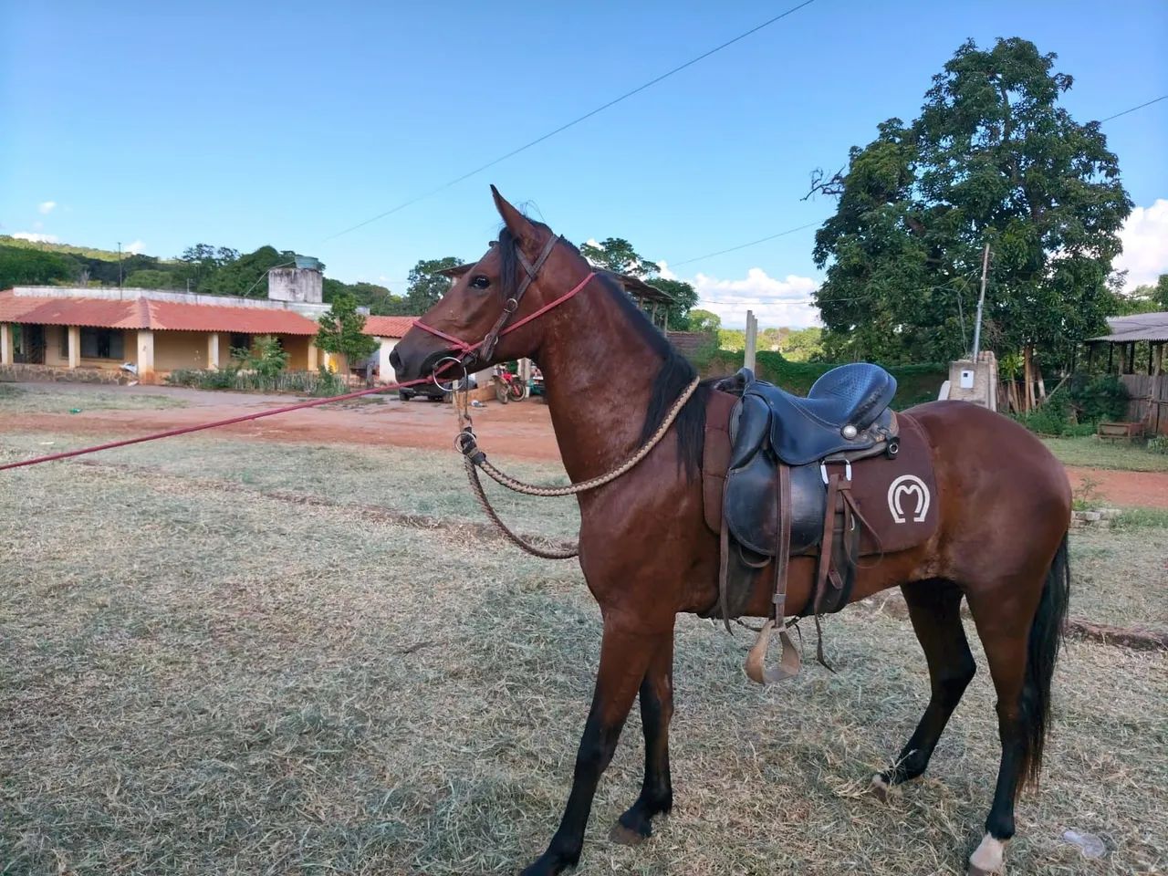 Vendo cavalo 2900