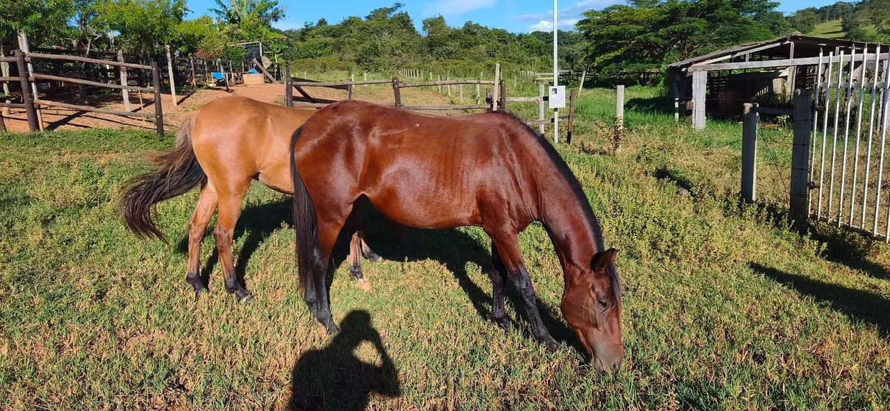 Vendo duas potras - Foto 2