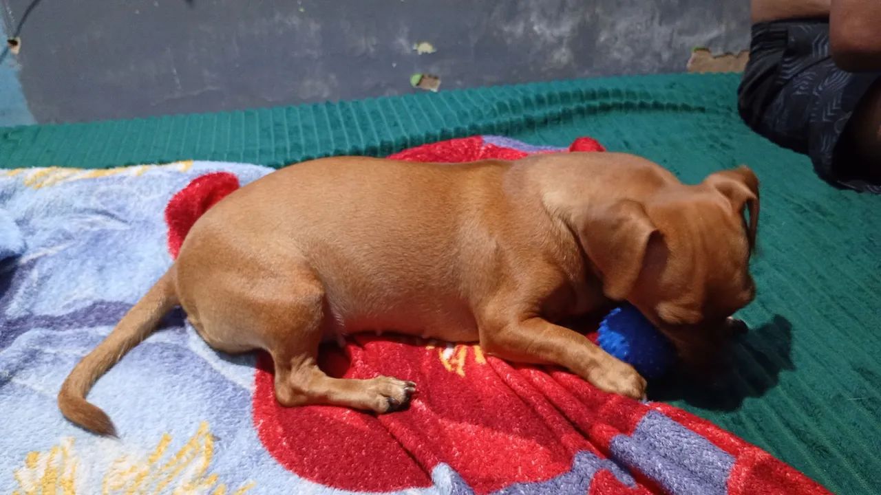 Cachorrinha no cio  - Foto 4
