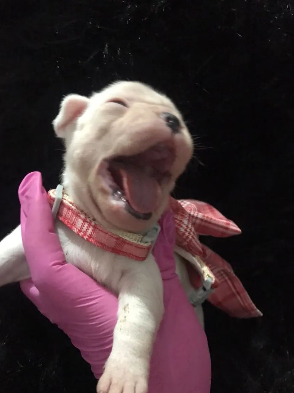 Bulldog frances - Foto 3
