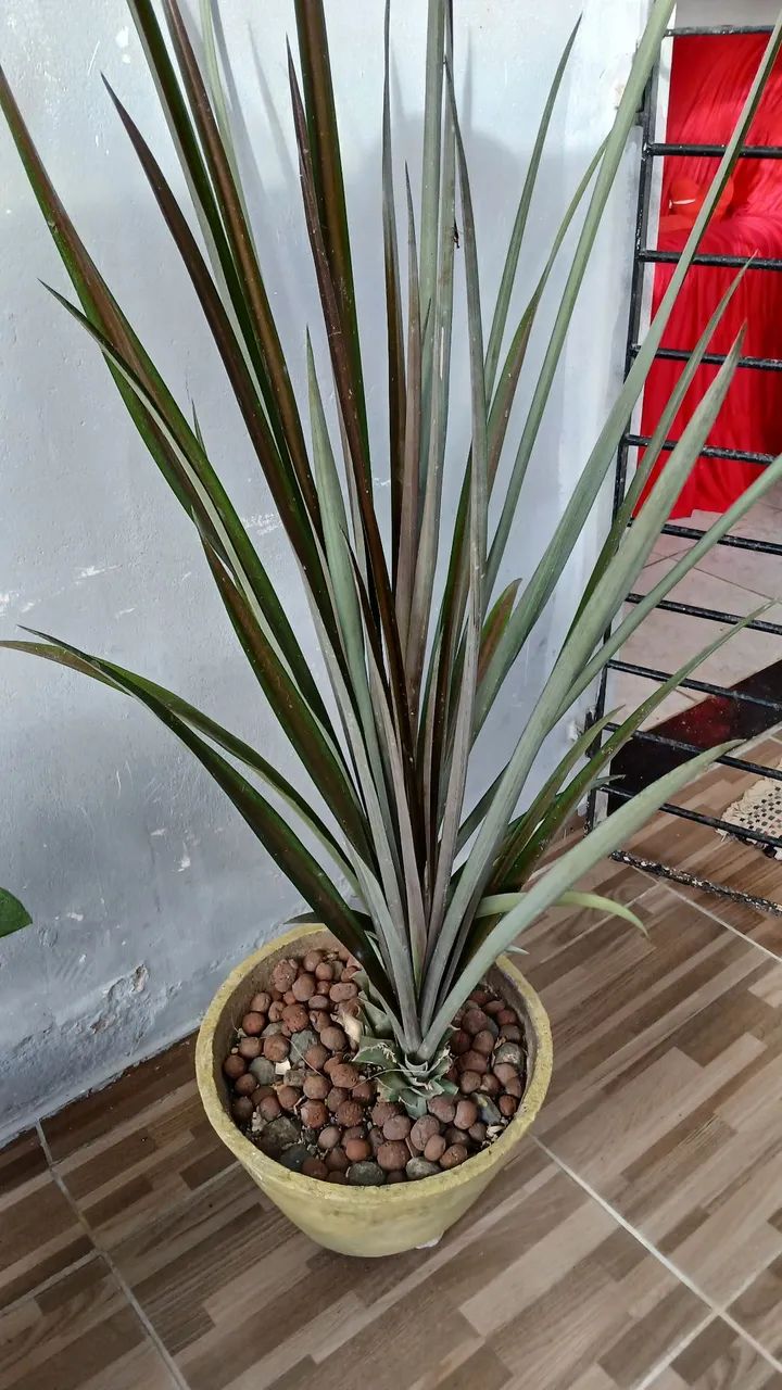 Vende se plantas