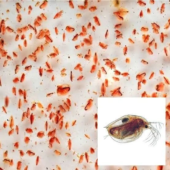 Ração para peixes (Daphinia) - Foto 2