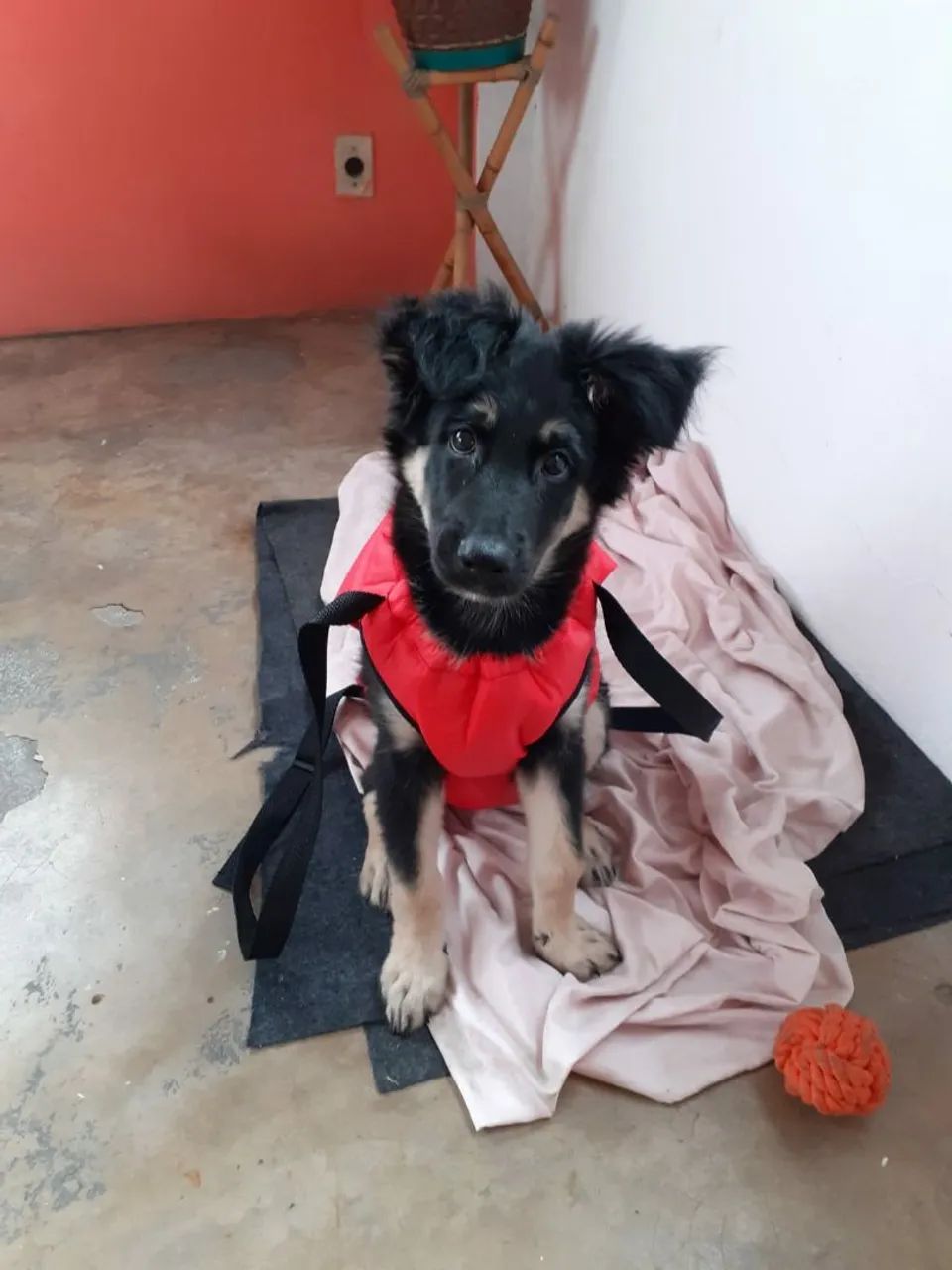 Mochila para carregar animal - Foto 5