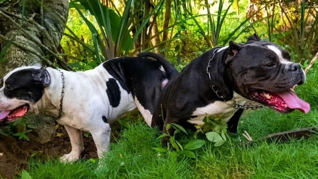 American Bully - Foto 2