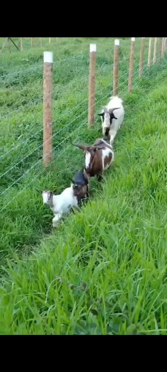 Mini cabra  - Foto 4