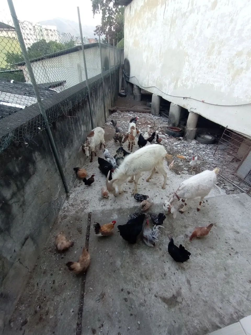Bode 1 cabras 2