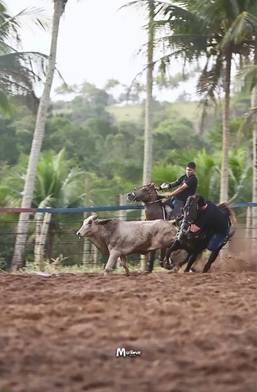 Vendo cavalo Quarto de Milha de vaquejada - Foto 3