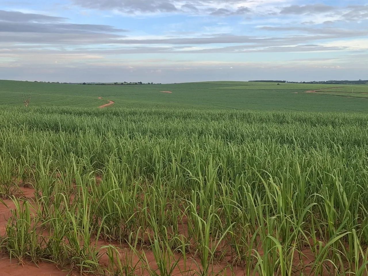 Fazenda de Cana !!!!!!!!!!!!! - Foto 2
