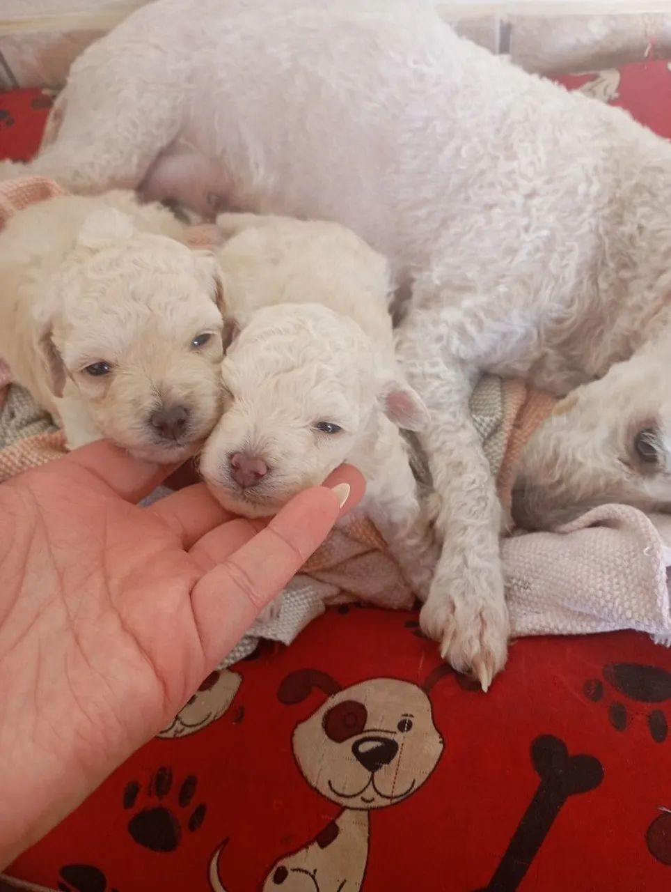 Cachorro poodle raça pura  - Foto 4