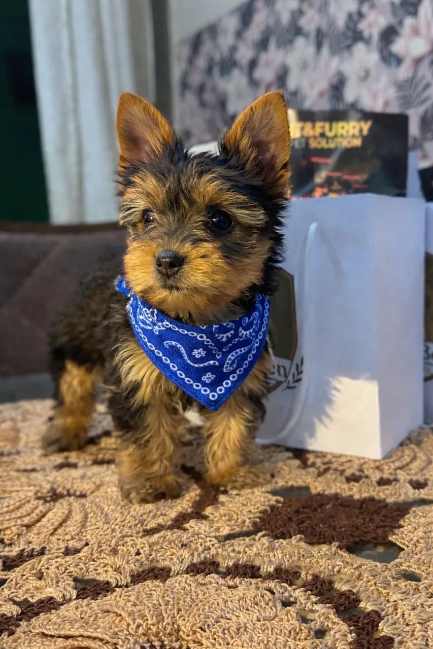 YORK SHIRE TERRIER  - Foto 4