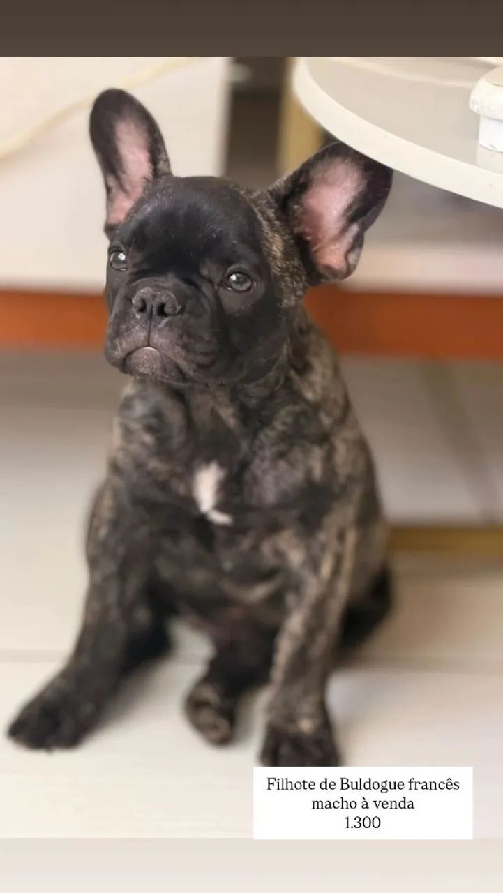 Cachorro 