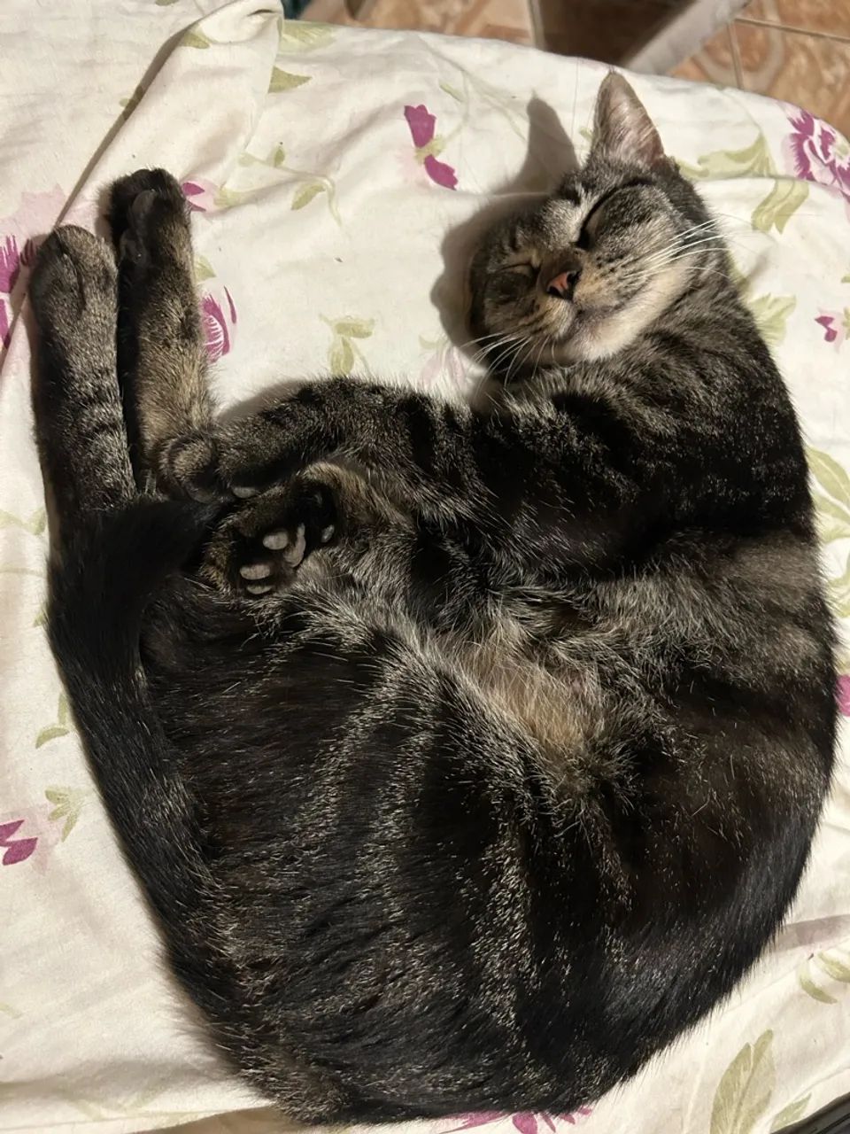 DOAÇÃO DE GATA - Foto 3