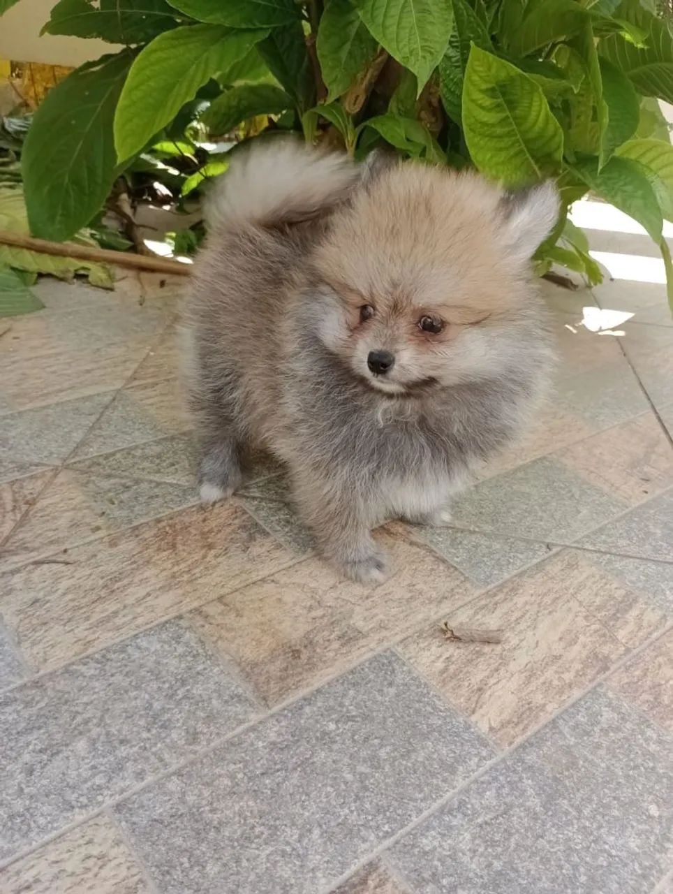 Spitz Alemão Anão Macho. Com pedigree. Entregamos. - Foto 4