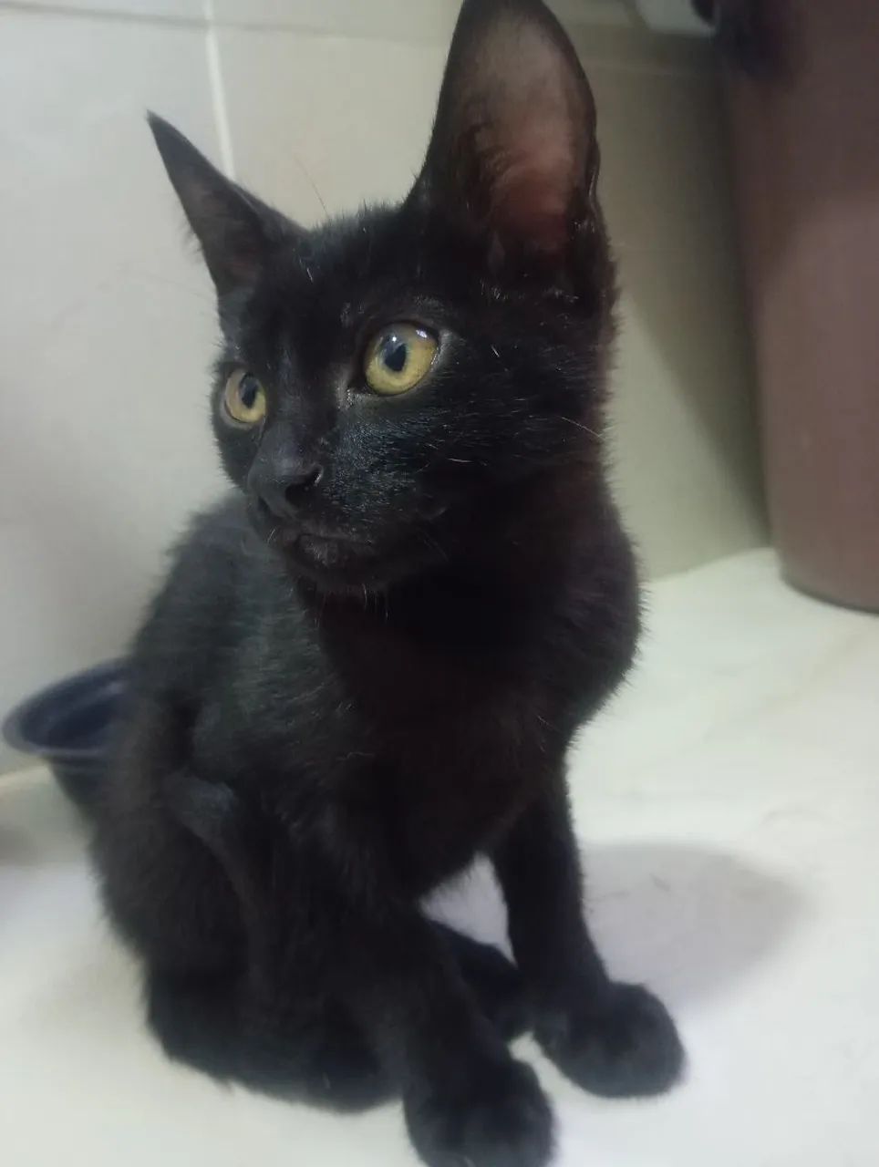 Gatinhos para adoção 