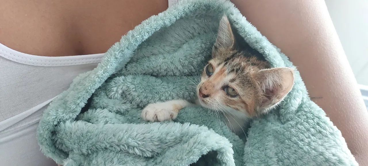 Gatinha carinhosa para adoção responsável  - Foto 2