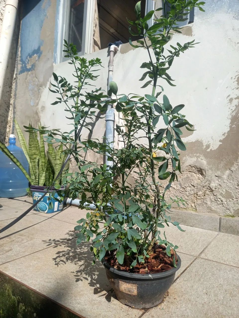 Muda de Arruda...  - Foto 3