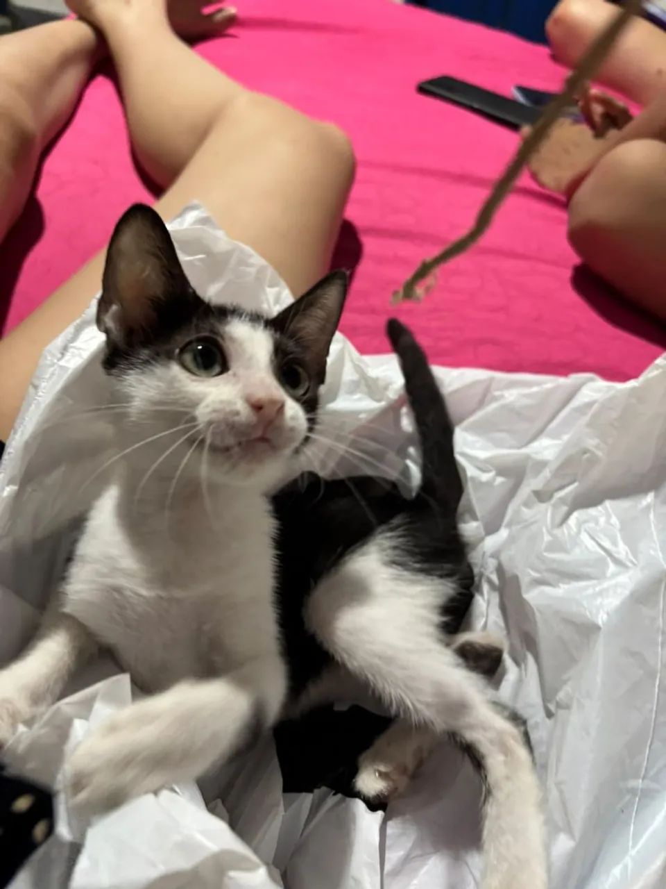 Gata para adoção  - Foto 4