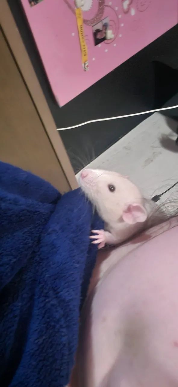 Rato twister macho dupla ( marrom e um bege rex ) 