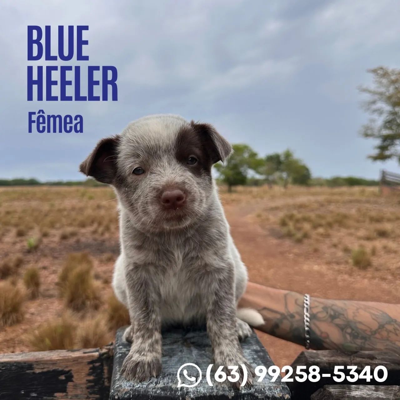 Vendo Blue Heeler - Foto 2