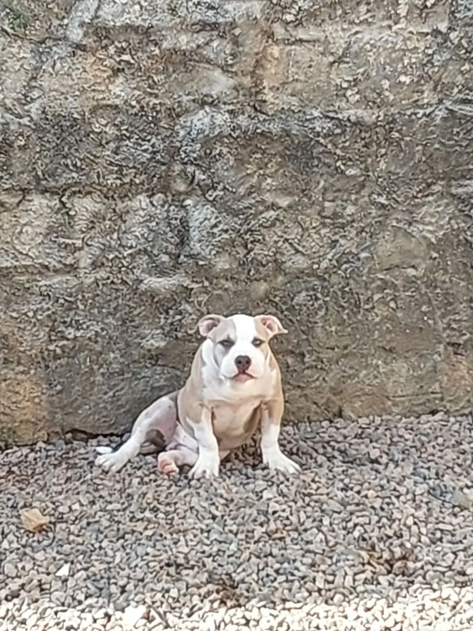 Filhotes Américan Bully  - Foto 4