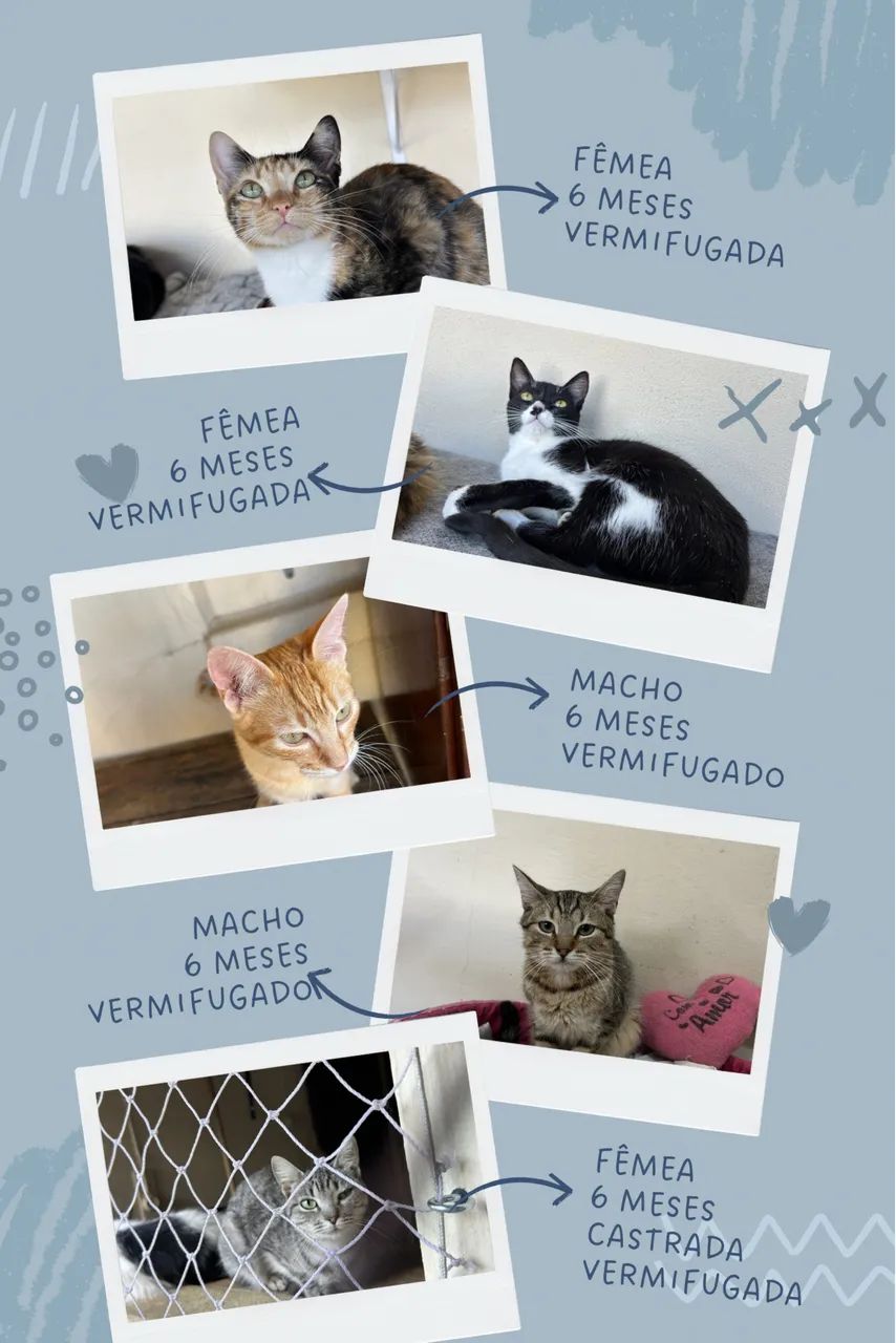 Doação responsável de gatos - Foto 6
