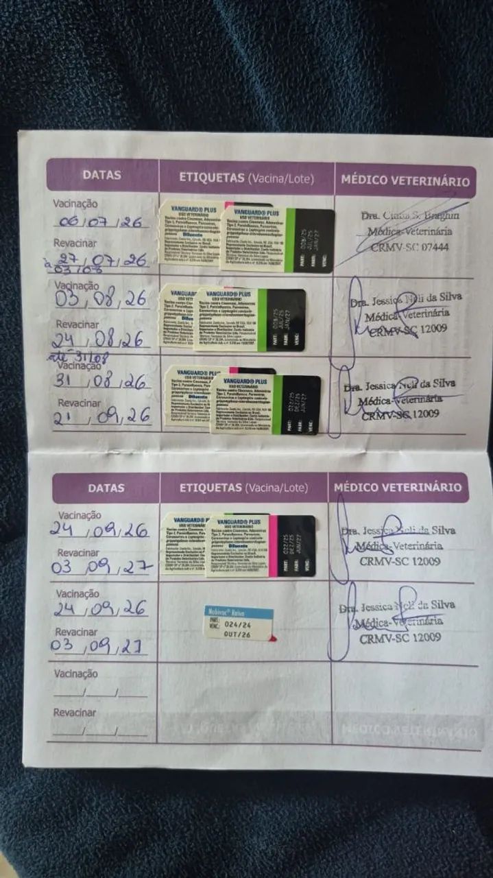 Fêmea  salsicha - Foto 5
