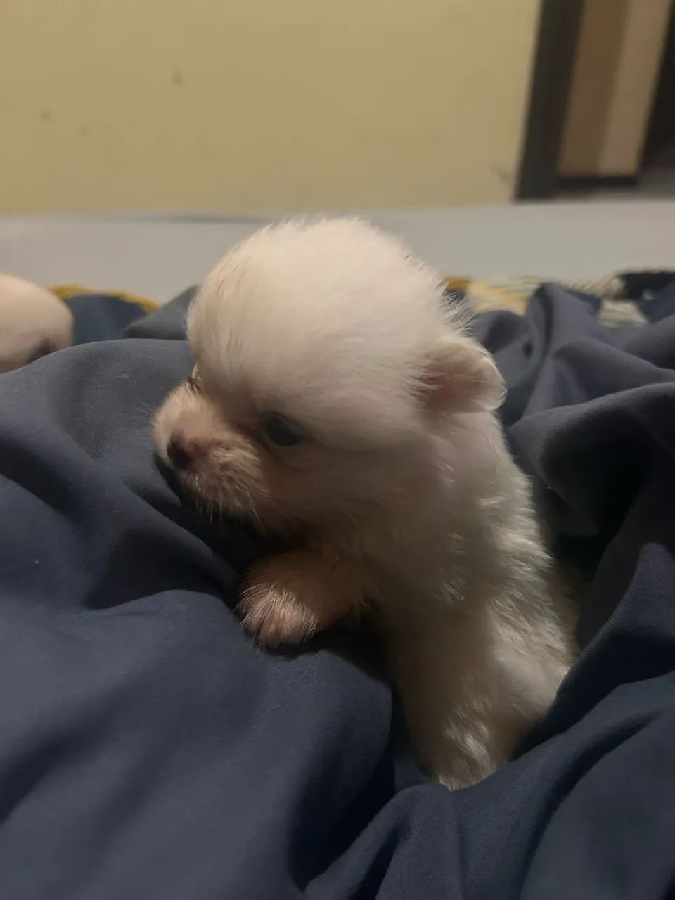 Animais de estimação  - Foto 5