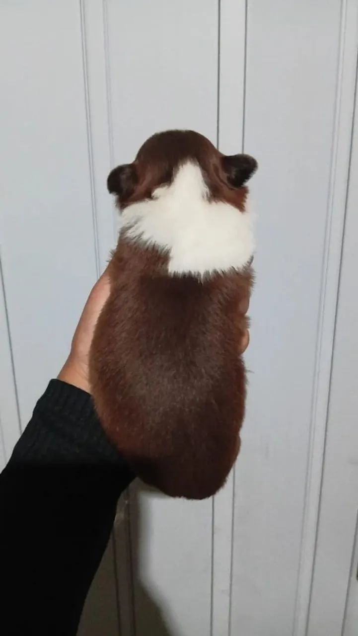 Cachorro  - Foto 2