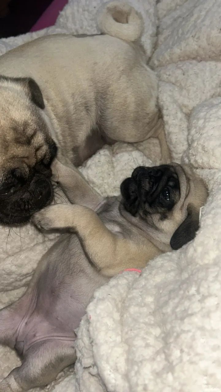 Vendo Pug fêmea 2,200  - Foto 4