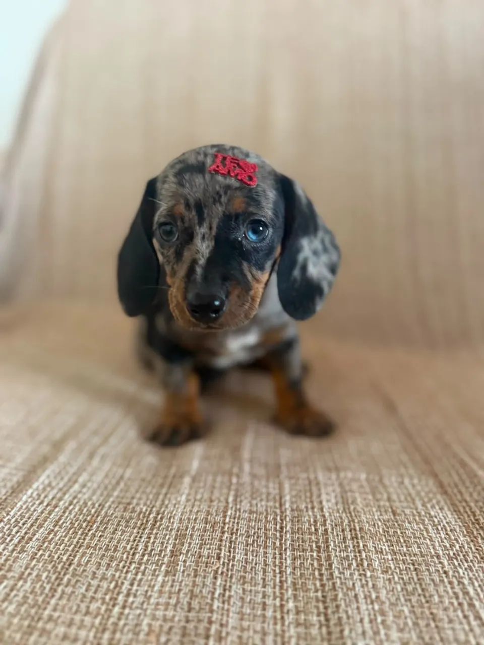 dachshund salsichinha  - Foto 4