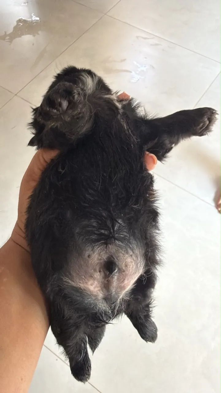 Shih tzu macho  - Foto 5