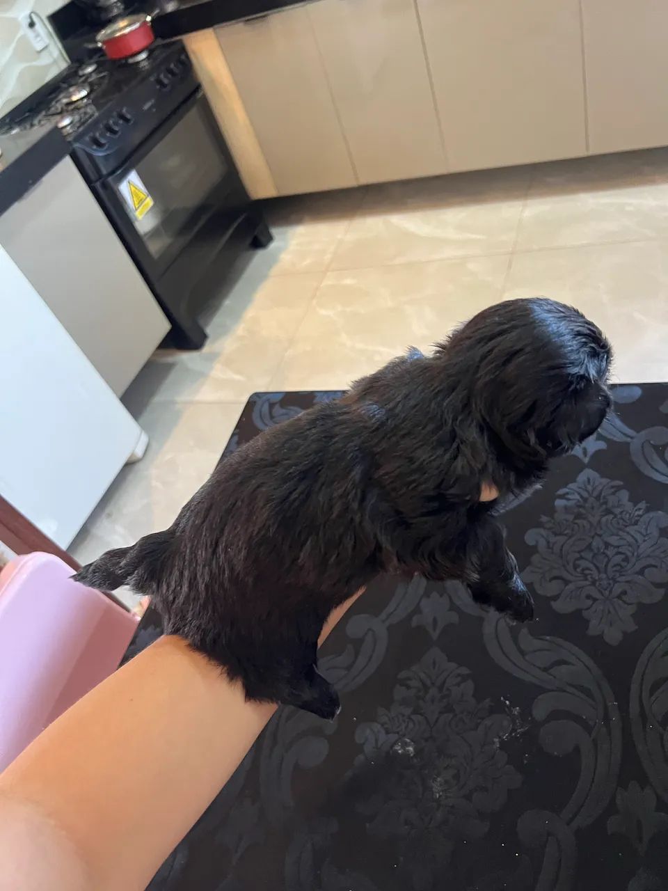 Shihtzu macho - Foto 2